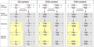 Uncovering Signatures of DNA Methylation in Ancient Plant Remains From Patterns of Post-mortem DNA Damage